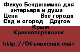 Фикус Бенджамина для интерьера и души › Цена ­ 2 900 - Все города Сад и огород » Другое   . Крым,Красноперекопск